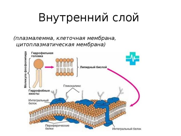 Структура клетки плазматическая мембрана