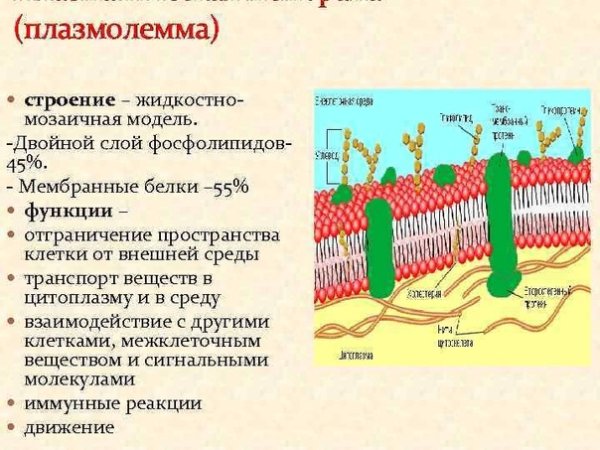 Клеточная мембрана плазмалемма
