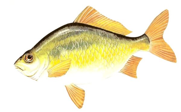 Карточки рыбы для детей