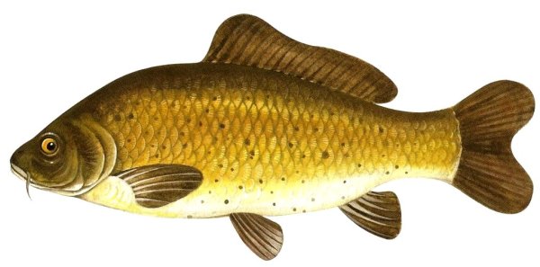 Сазан это окунеобразное?