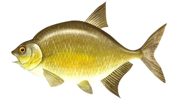 Лещ для детей