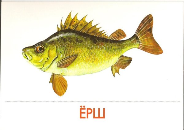 Речные рыбы для детей