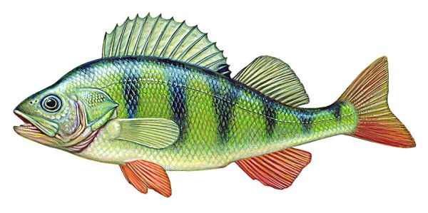 Речной окунь ареал