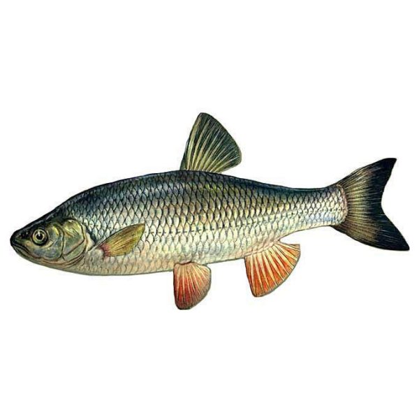 Речная рыба голавль