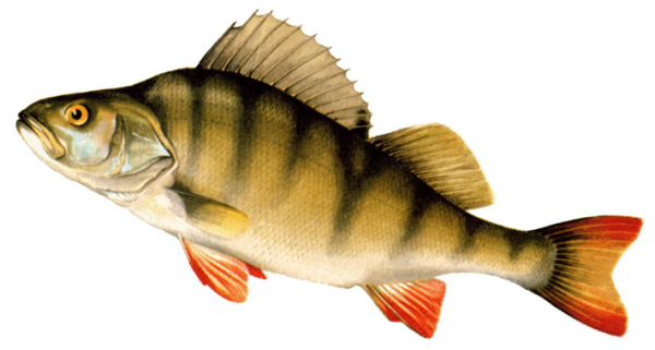 Рыба окунь для детей