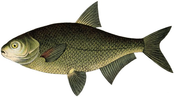 Пресноводные рыбы