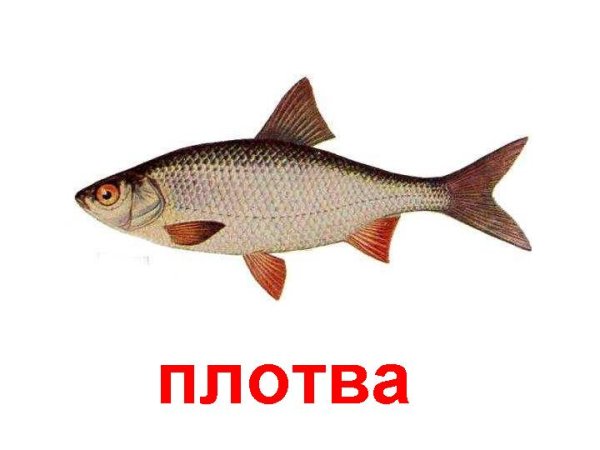 Речная рыба плотва