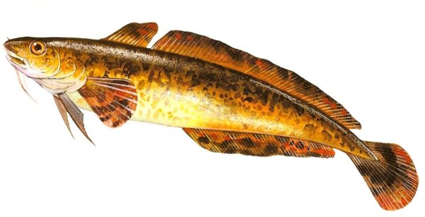 Налим осетровая рыба