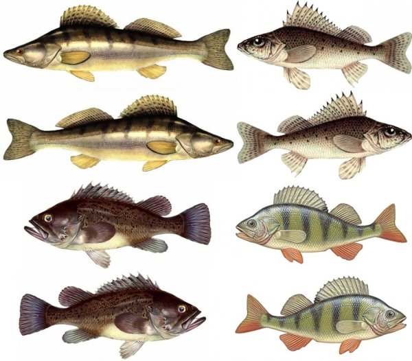 Окунь Судак Ерш