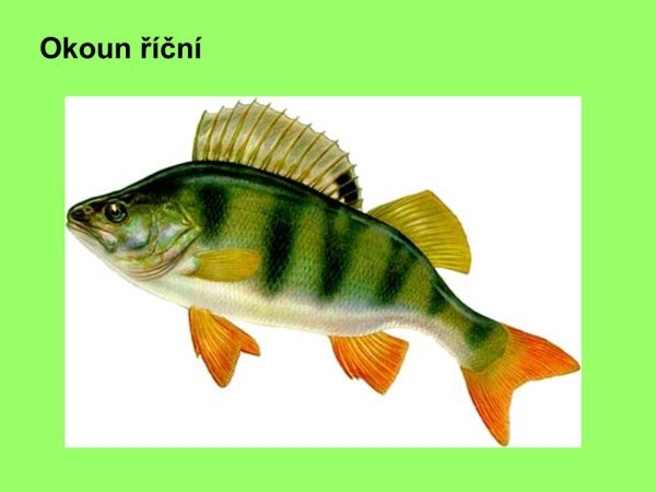 Рыба окунь для детей