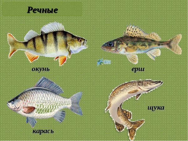 Щука окунь карась