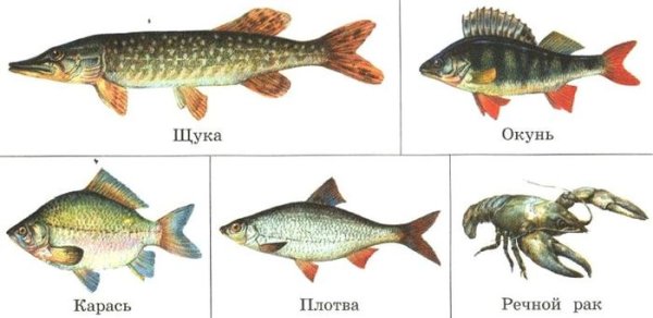 Пресноводные рыбы для дошкольников