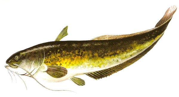 Карточки Пресноводные рыбы