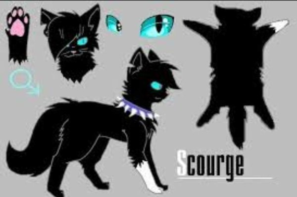 Коты Воители Бич белый