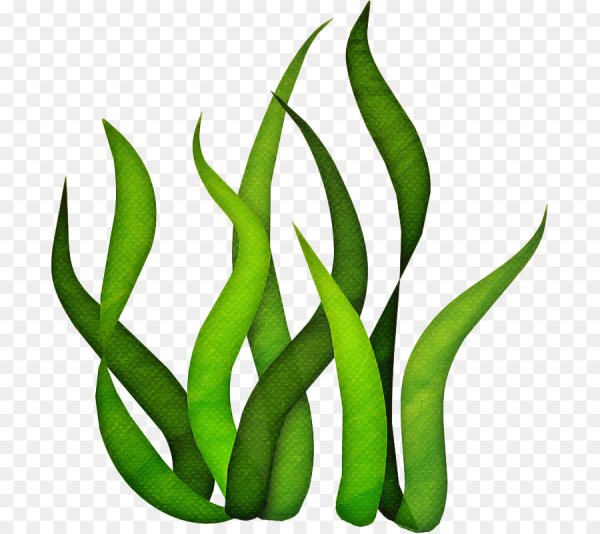 Водоросли для детей