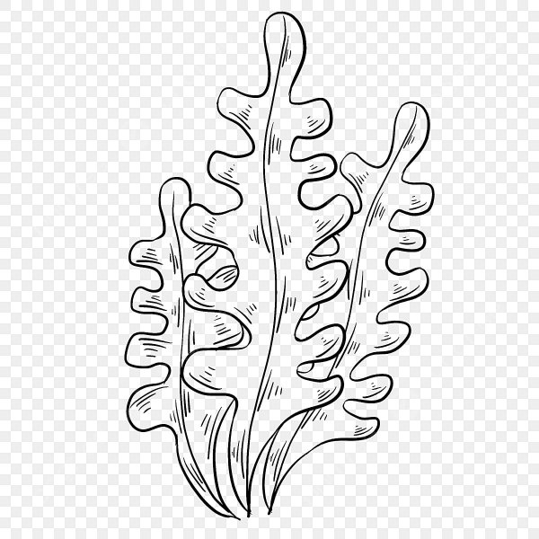 Водоросли ламинария рисунок