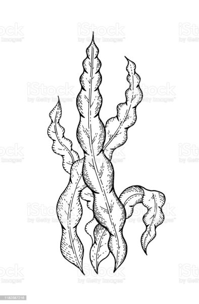 Морская капуста ламинария раскраска