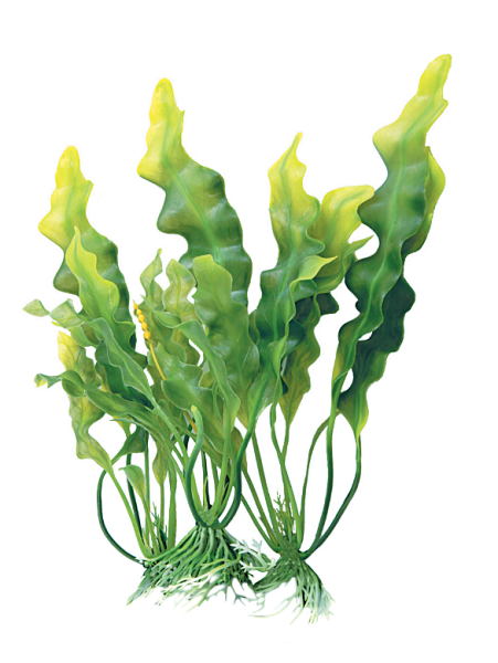 Водоросли ламинария