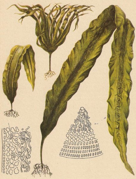 Ламинария сахаристая слоевище