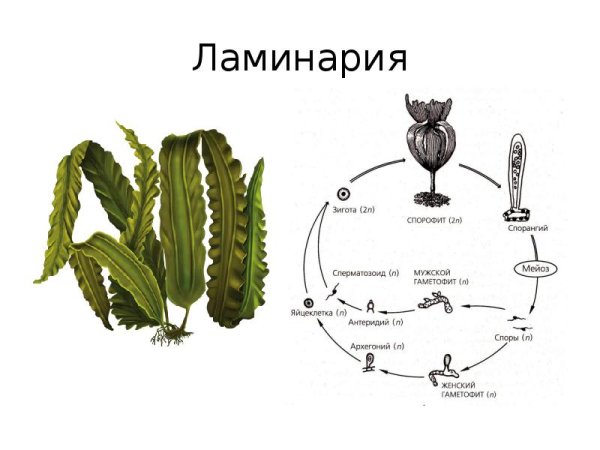 Морская капуста