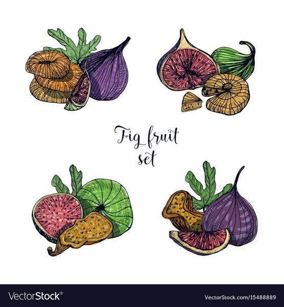 Сухие фрукты вектор