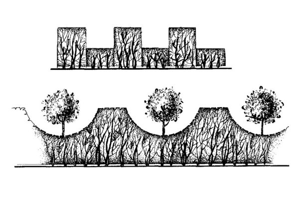 Живая изгородь антураж