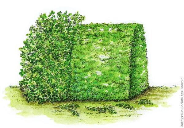 Изгородь из туи скетч