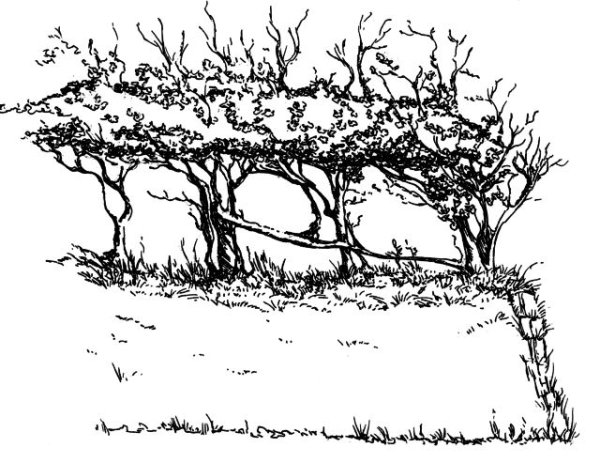 Живая изгородь карандашом