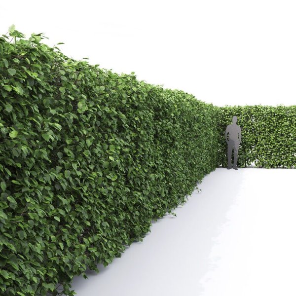 Боярышник Живая изгородь