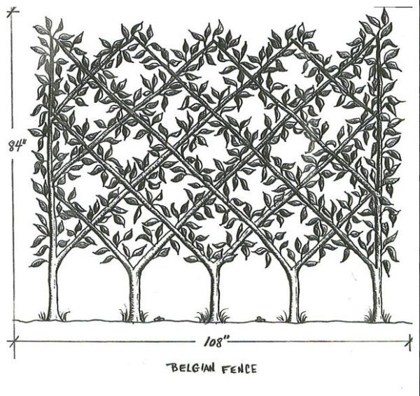 Схема посадки боярышника для живой изгороди