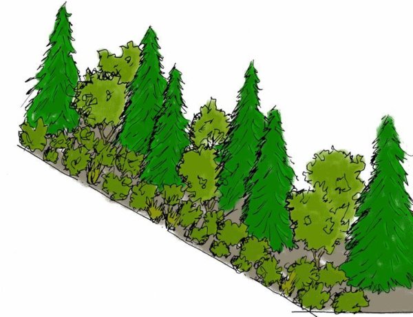 Схемы живых изгородей в ландшафтном дизайне