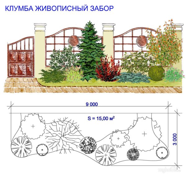 Миксбордер из хвойных и кустарников схемы вдоль забора