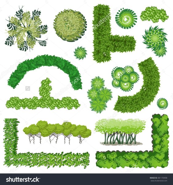 Живая изгородь на плане