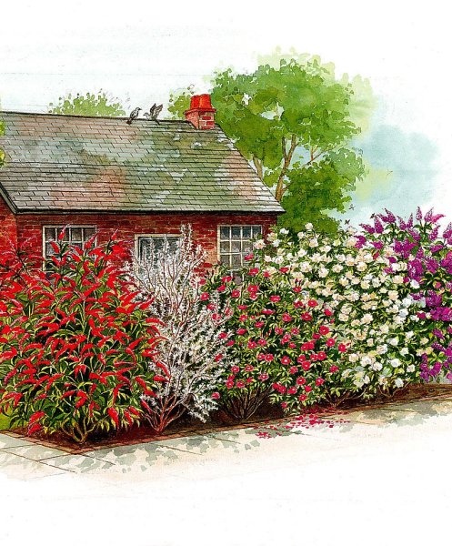 Картина сад за изгородью