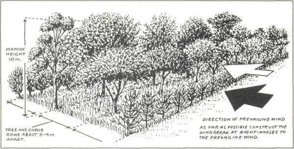 Схематическое изображение живой изгороди