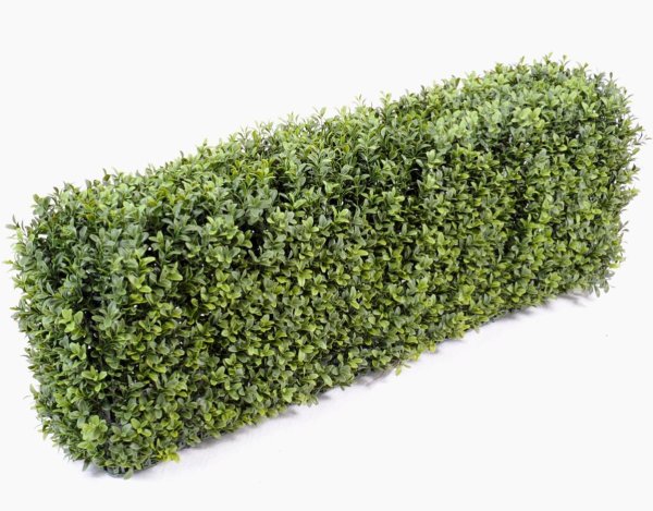 Самшит Живая изгородь