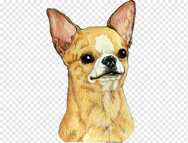 Чихуахуа компаньон