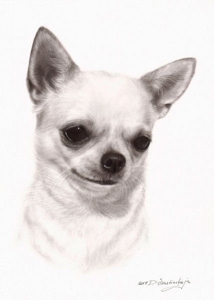 Чихуахуа мини