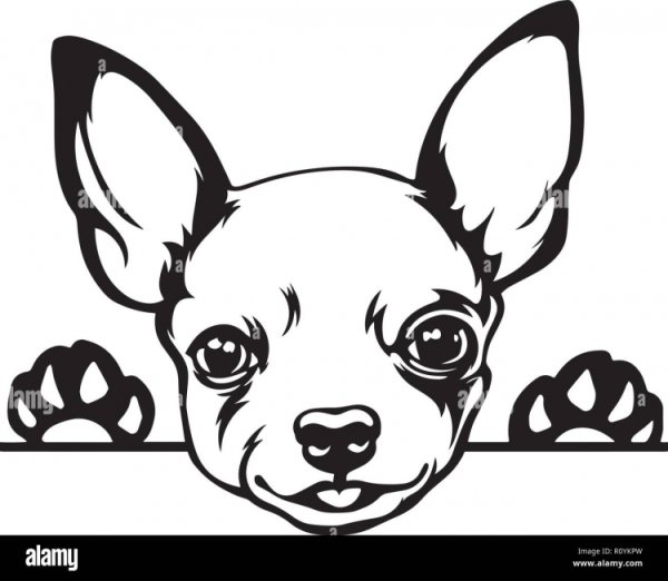 Раскраска чихуахуа