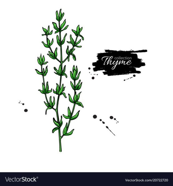 Тимьян Графика