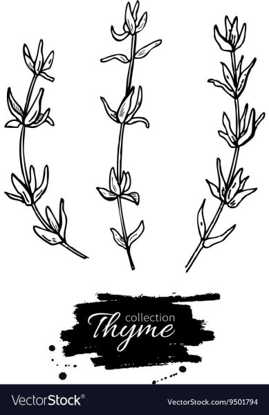 Чабрец вектор