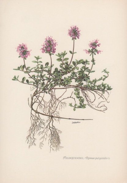 Чабрец Ботаническая иллюстрация