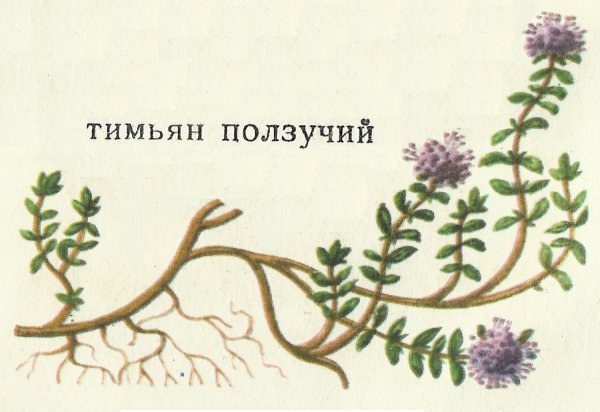Тимьян ползучий систематика