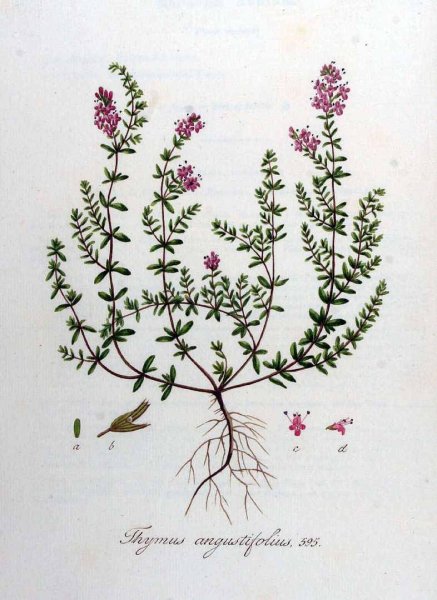 Thymus serpyllum l. тимьян ползучий