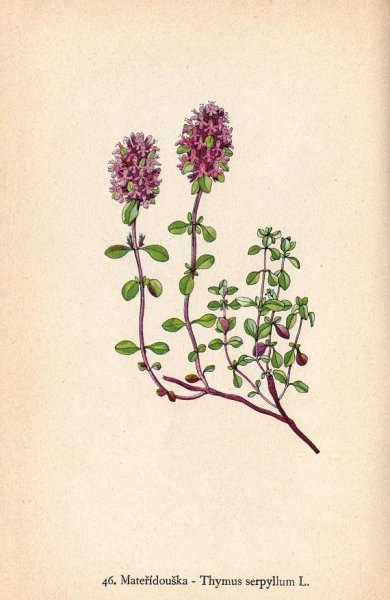 Тимьян ползучий ГФ