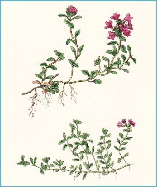 Тимьян ползучий стебель