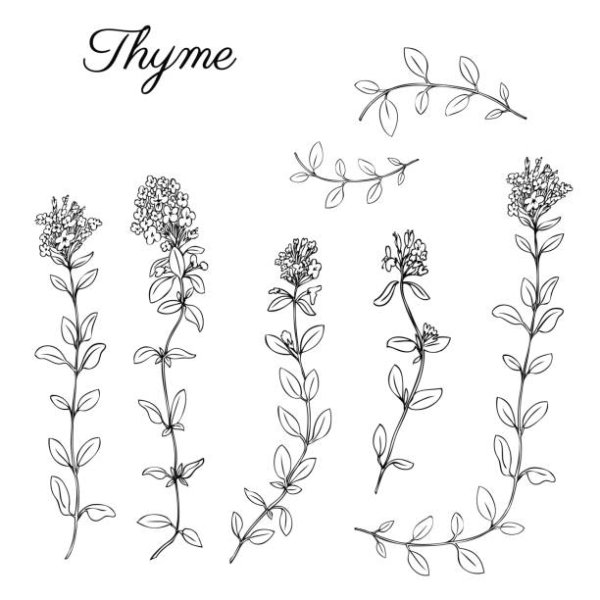 Чабрец Графика