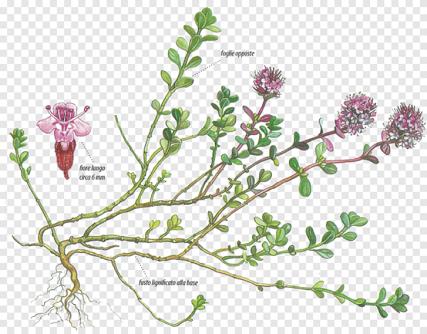 Тимьян Ревердатто