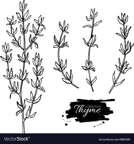 Чабрец контур