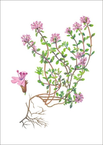 Тимьян акварель чабрец